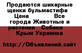 Продаются шикарные щенки бульмастифа › Цена ­ 45 000 - Все города Животные и растения » Собаки   . Крым,Украинка